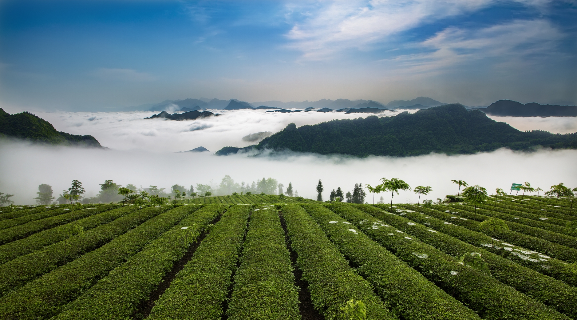 茶葉基地 茶葉基地